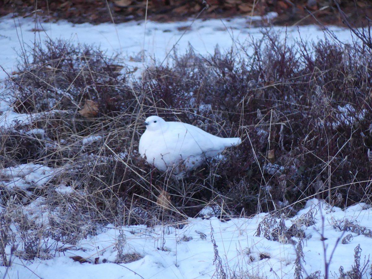 Willow Ptarmigan - ML611999234