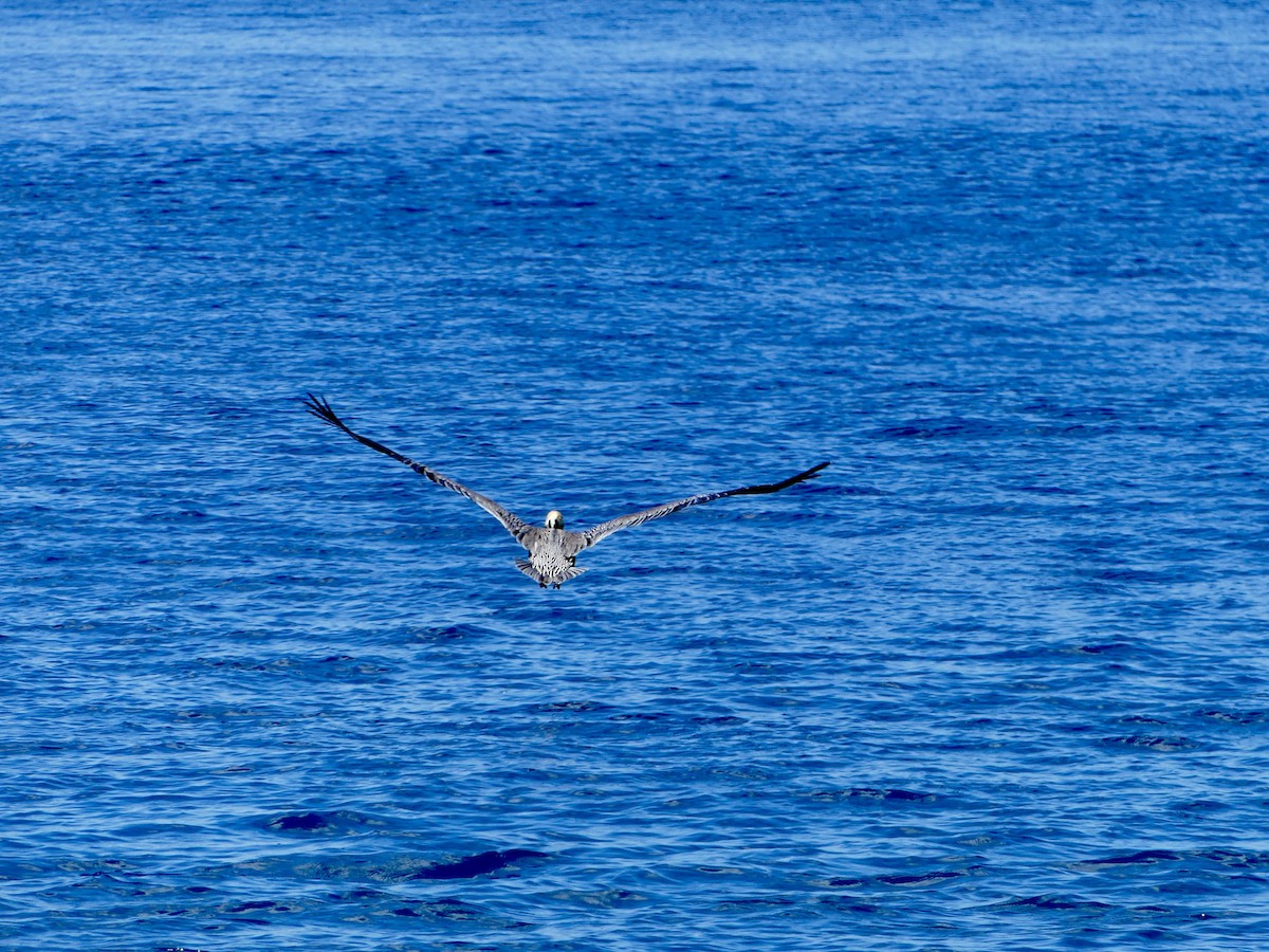 Brown Pelican - ML611999337