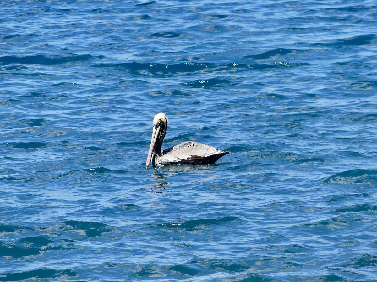 pelikán hnědý - ML611999341