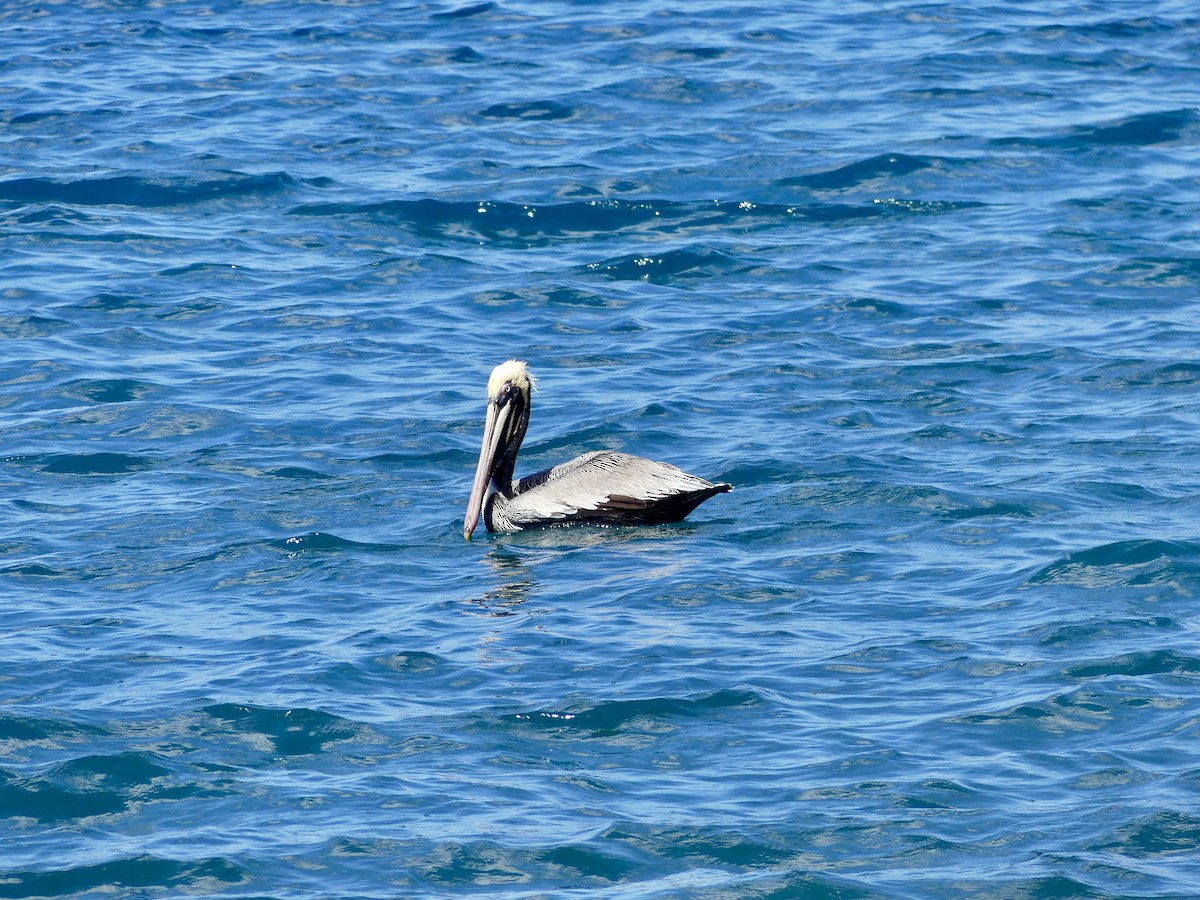 Brown Pelican - ML611999341