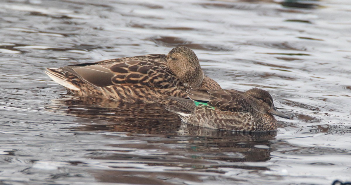 Green-winged Teal - ML611999451