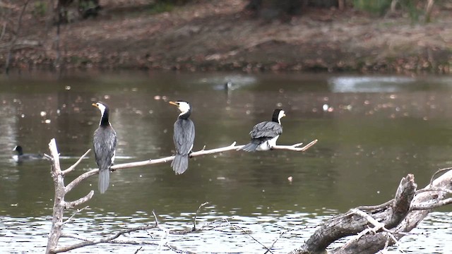 Little Pied Cormorant - ML611999476