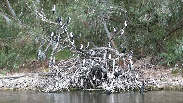 Little Pied Cormorant - ML611999478