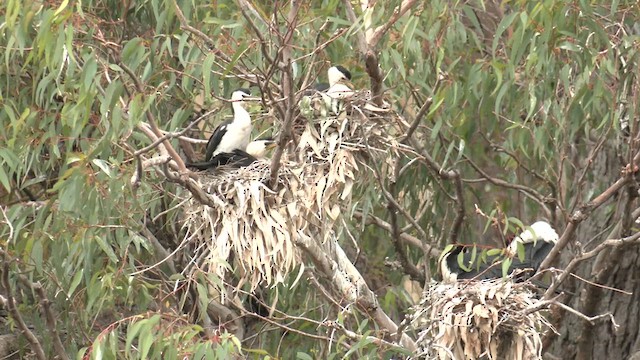 Little Pied Cormorant - ML611999479