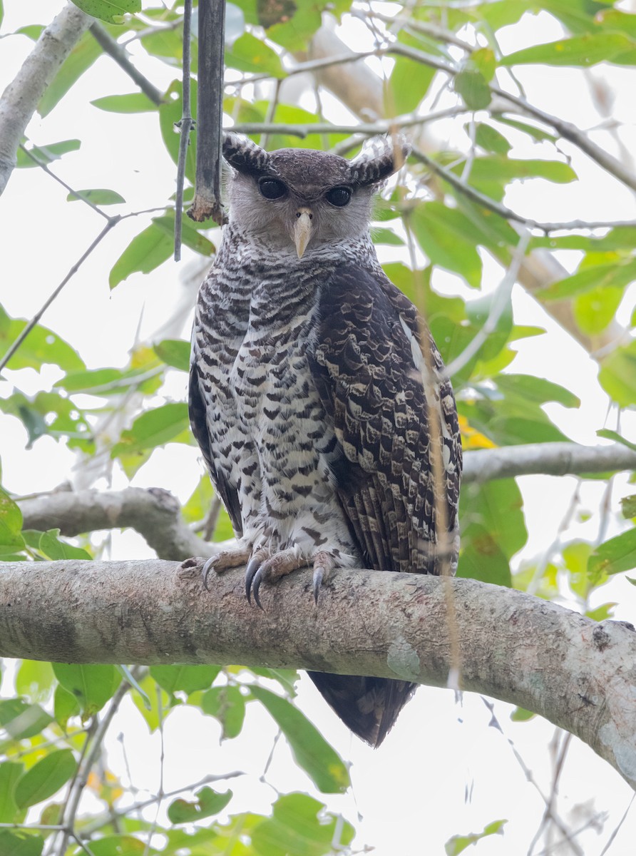 Spot-bellied Eagle-Owl - Madhav Murthy