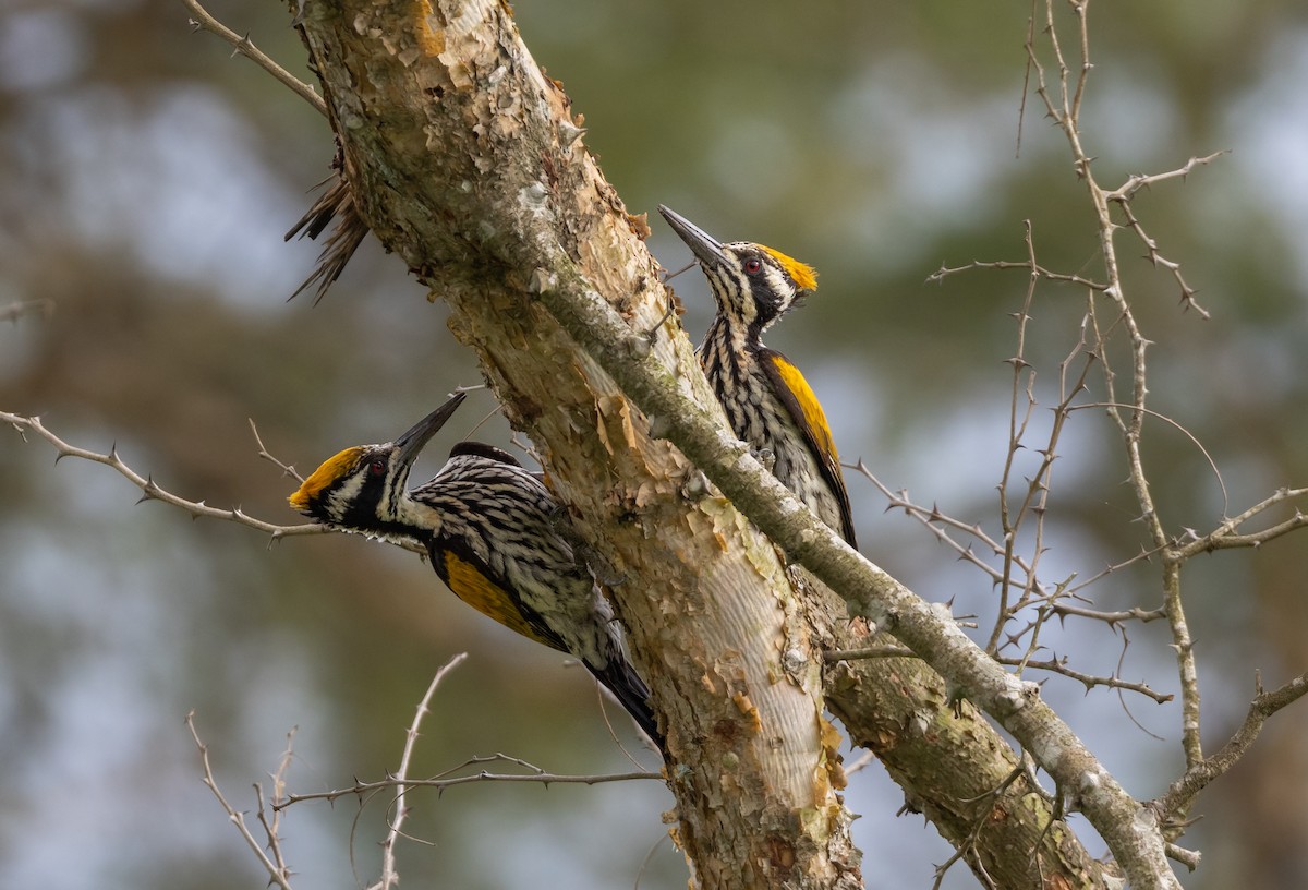 White-naped Woodpecker - Madhav Murthy