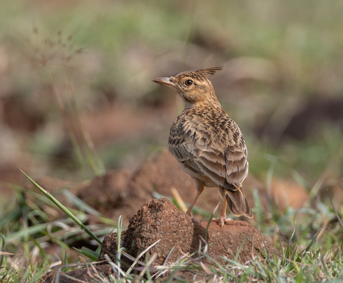 Malabar Lark - Madhav Murthy