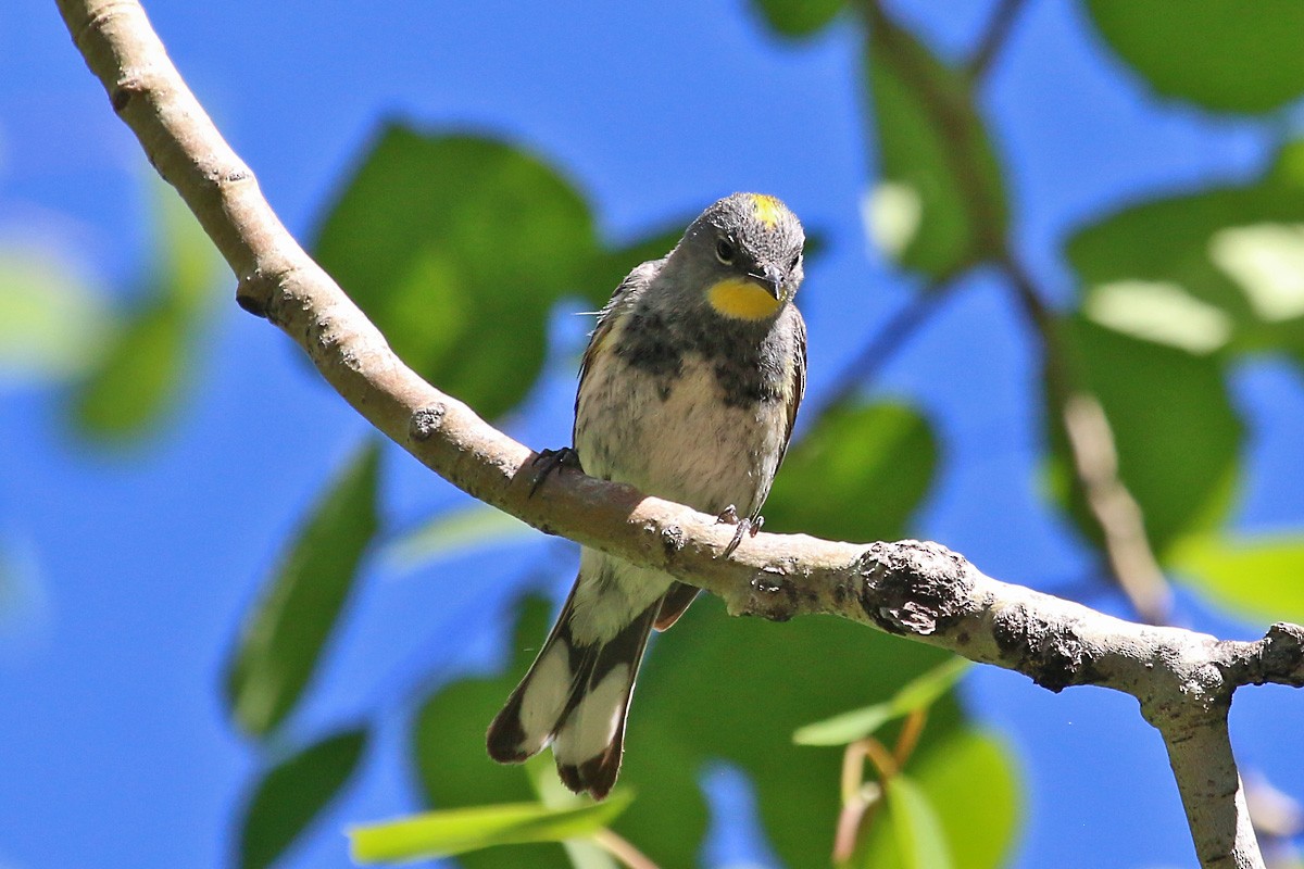 Yellow-rumped Warbler (Audubon's) - ML61199961
