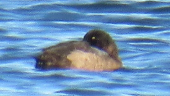 Greater Scaup - ML611999693