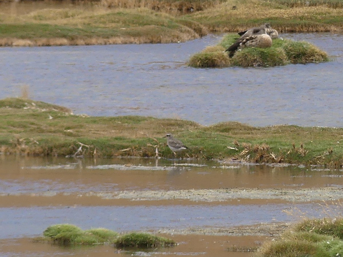 Black-bellied Plover - Flavio Moschione