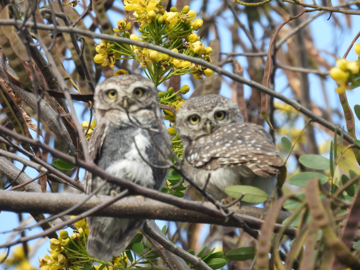 Spotted Owlet - Charuta Vaidya