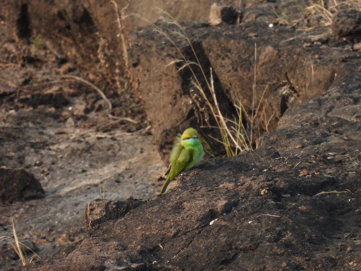 Asian Green Bee-eater - Charuta Vaidya