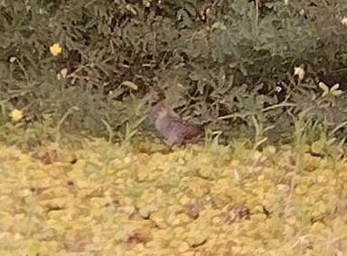 Slaty-breasted Rail - Lars Mannzen