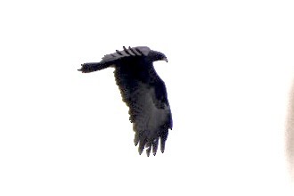 Black Eagle - ML612000212
