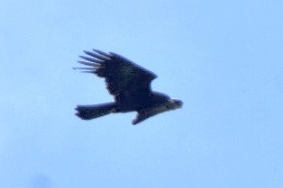 Black Eagle - ML612000213
