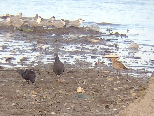 Pacific Golden-Plover - ML612000245