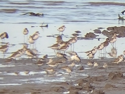 Greater Sand-Plover - Lars Mannzen