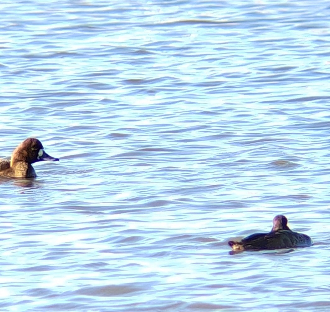 Greater Scaup - ML612000320
