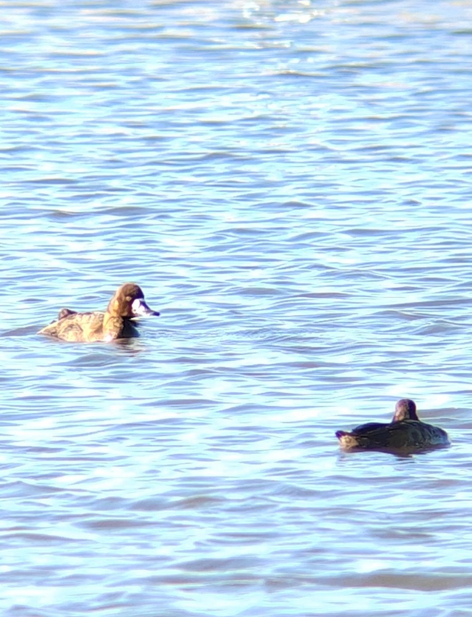 Greater Scaup - ML612000321