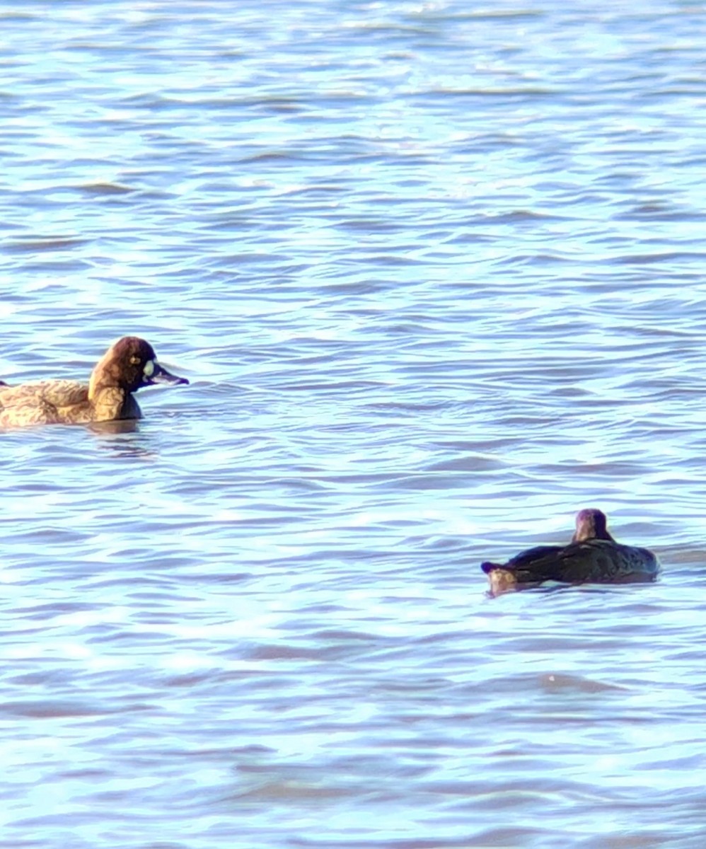 Greater Scaup - ML612000322