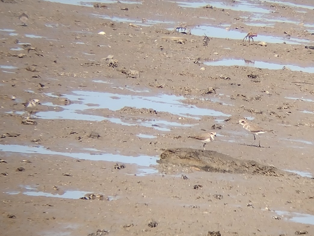 Red-necked Stint - ML612000325