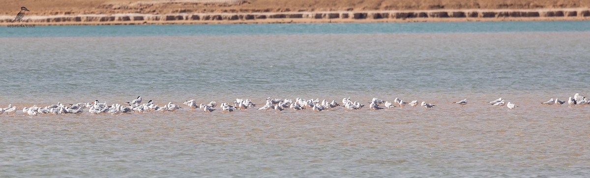 Slender-billed Gull - ML612000422