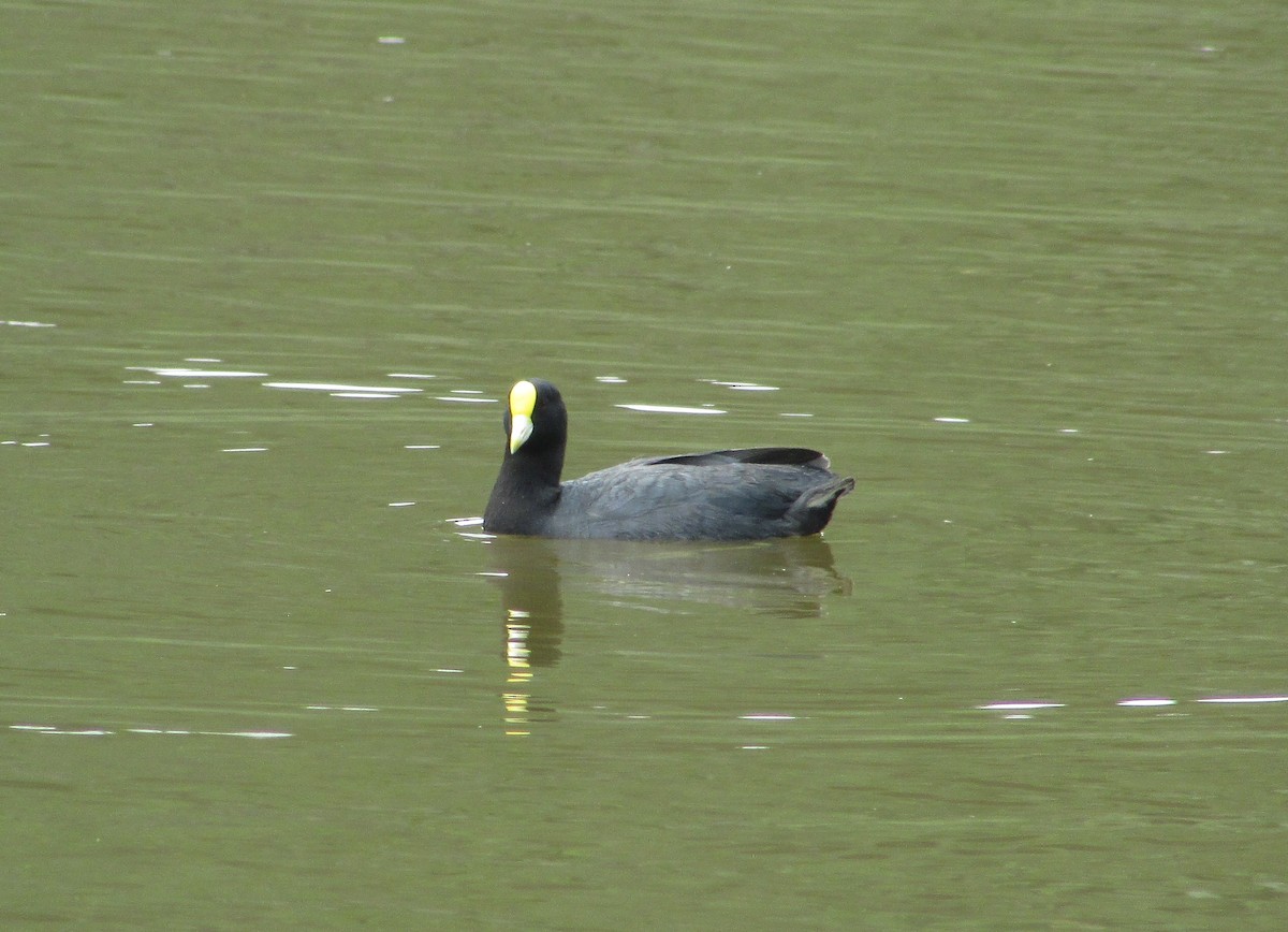coot sp. - ML612000526