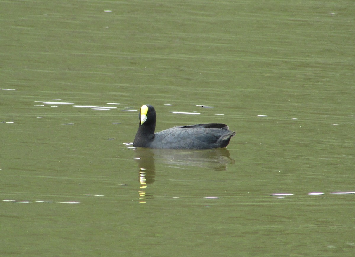 tanımsız Fulica sp. - ML612000526