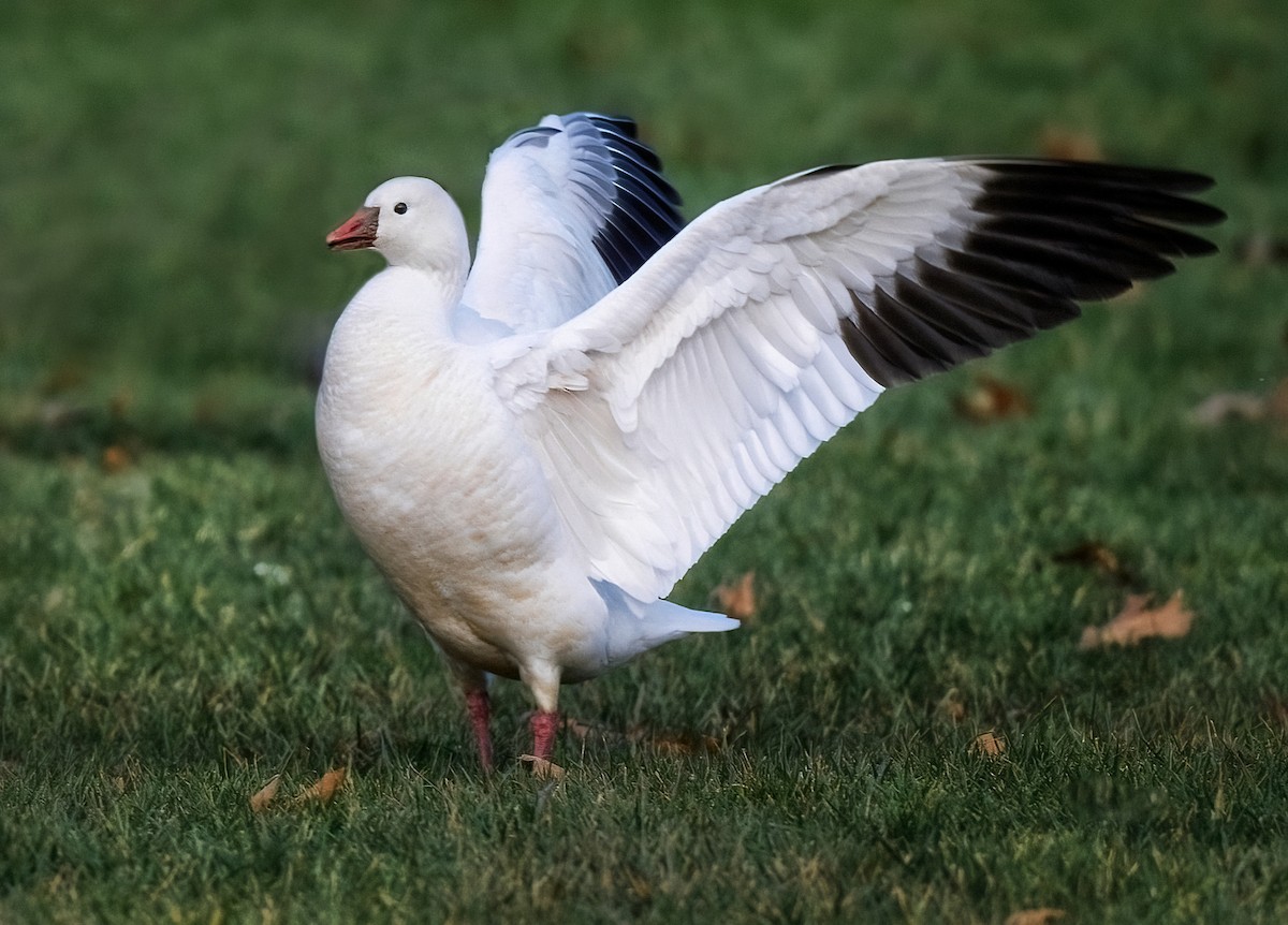 Ross's Goose - ML612000565