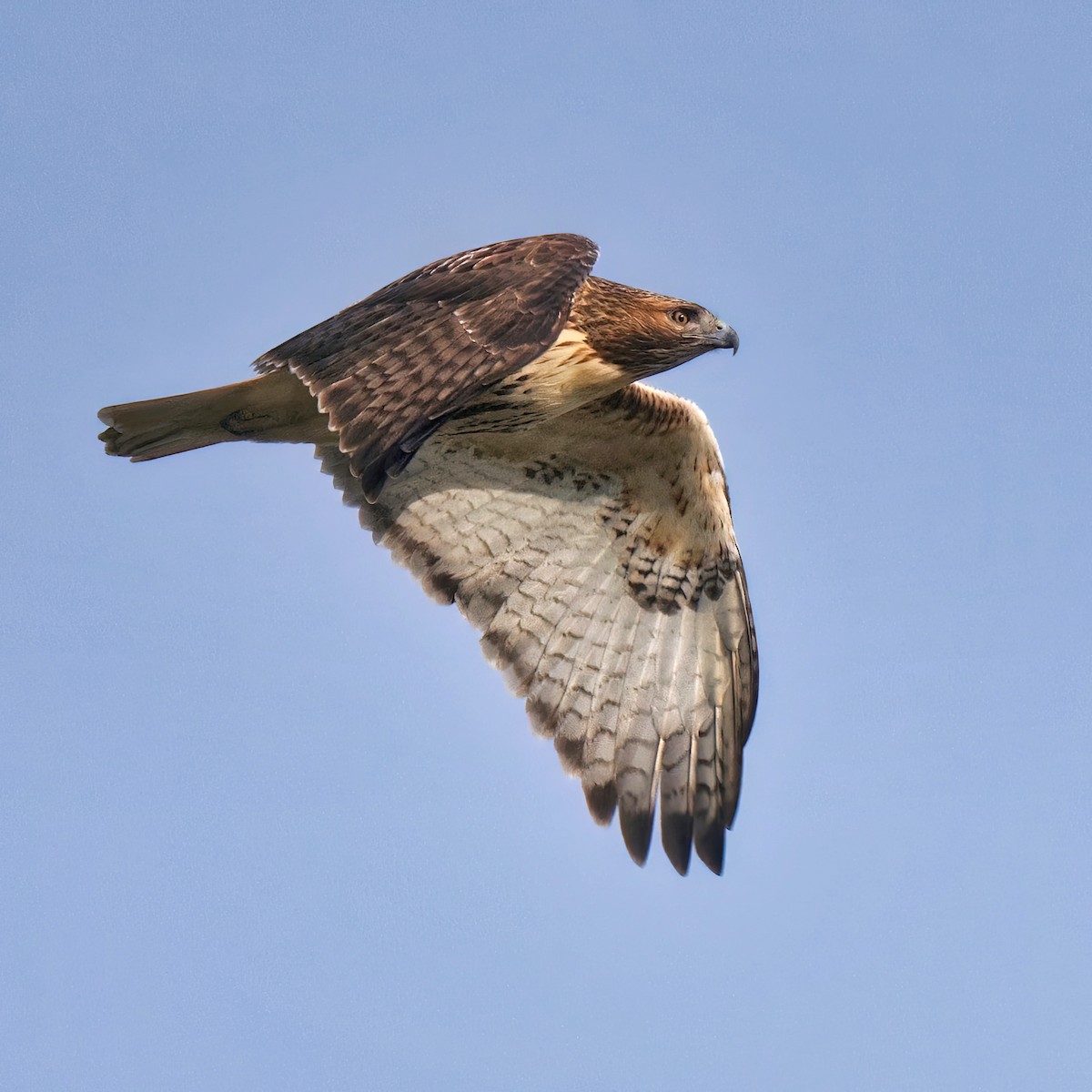 Red-tailed Hawk - ML612000570