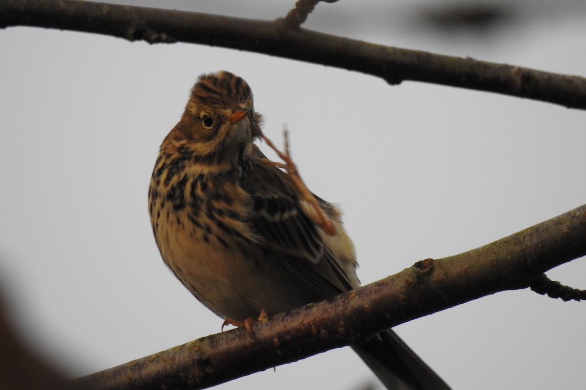 Meadow Pipit - Peter Hines