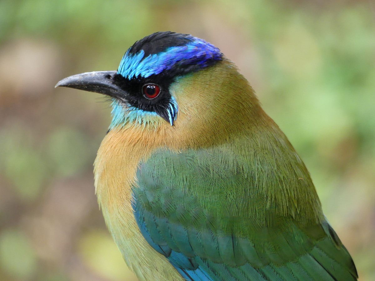 Diademmotmot - ML612000648