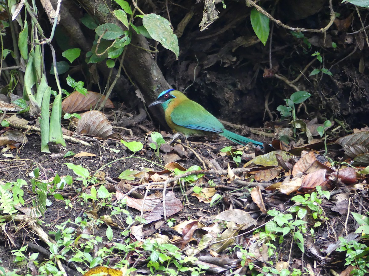 Diademmotmot - ML612000649