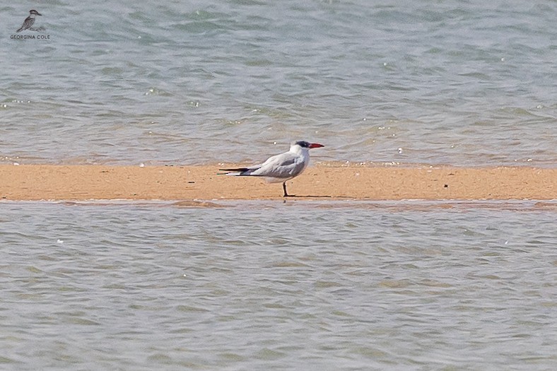 Caspian Tern - Georgina Cole