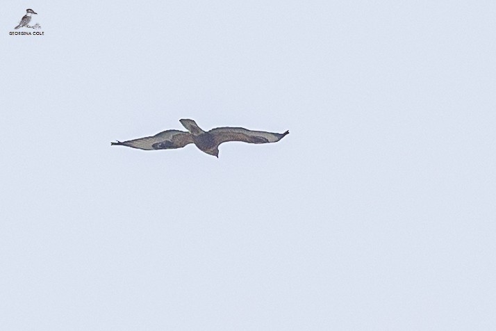 Long-legged Buzzard - Georgina Cole