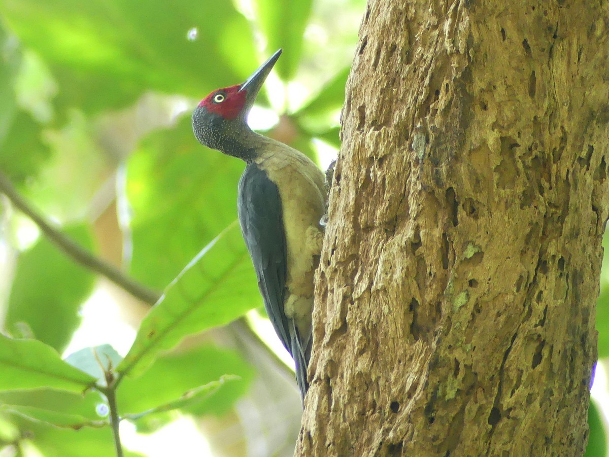 Ashy Woodpecker - ML612000776