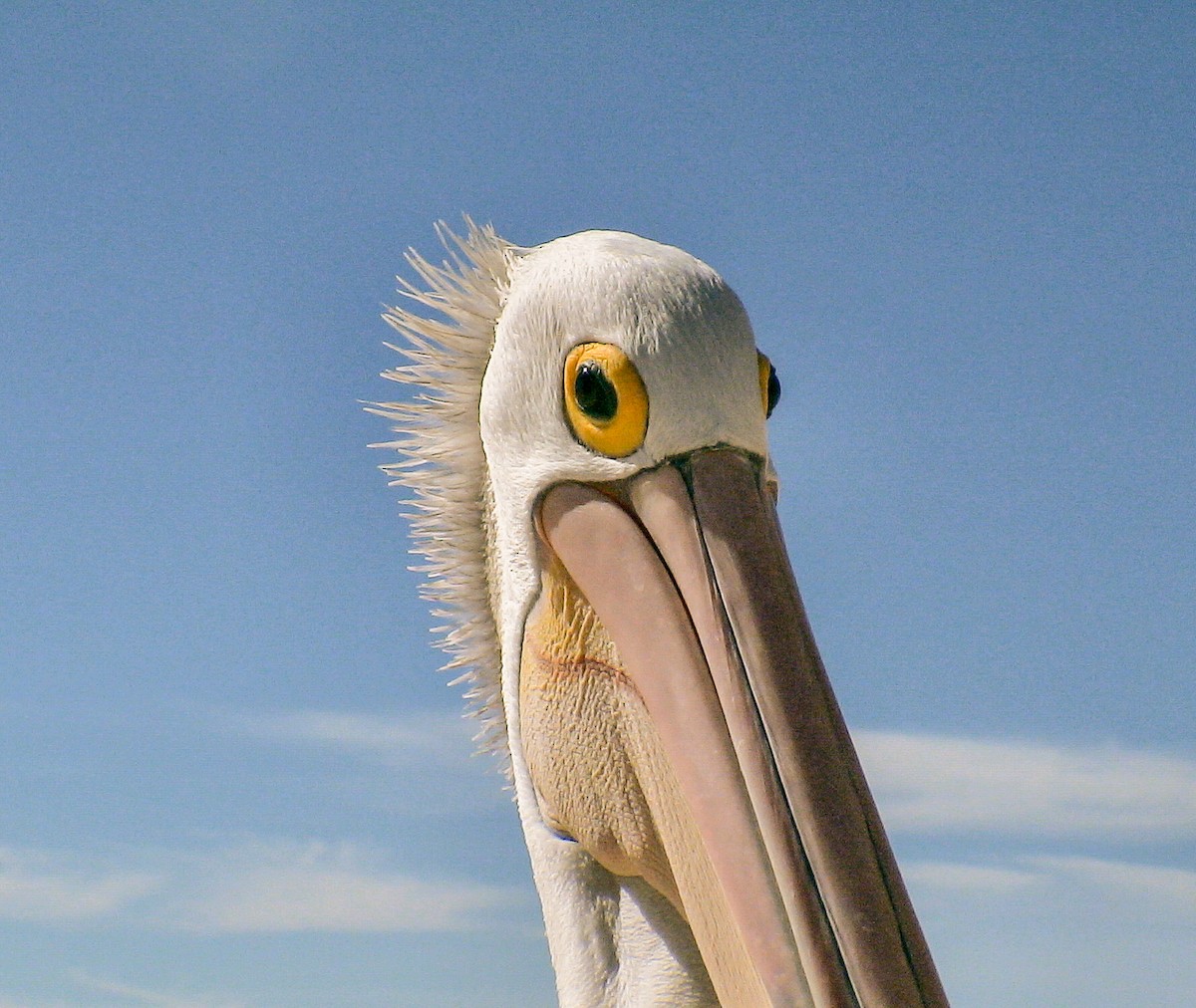 Australian Pelican - ML612000844