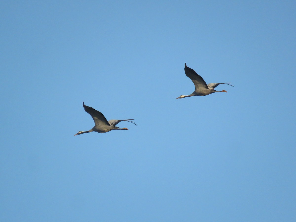 Common Crane - Anonymous