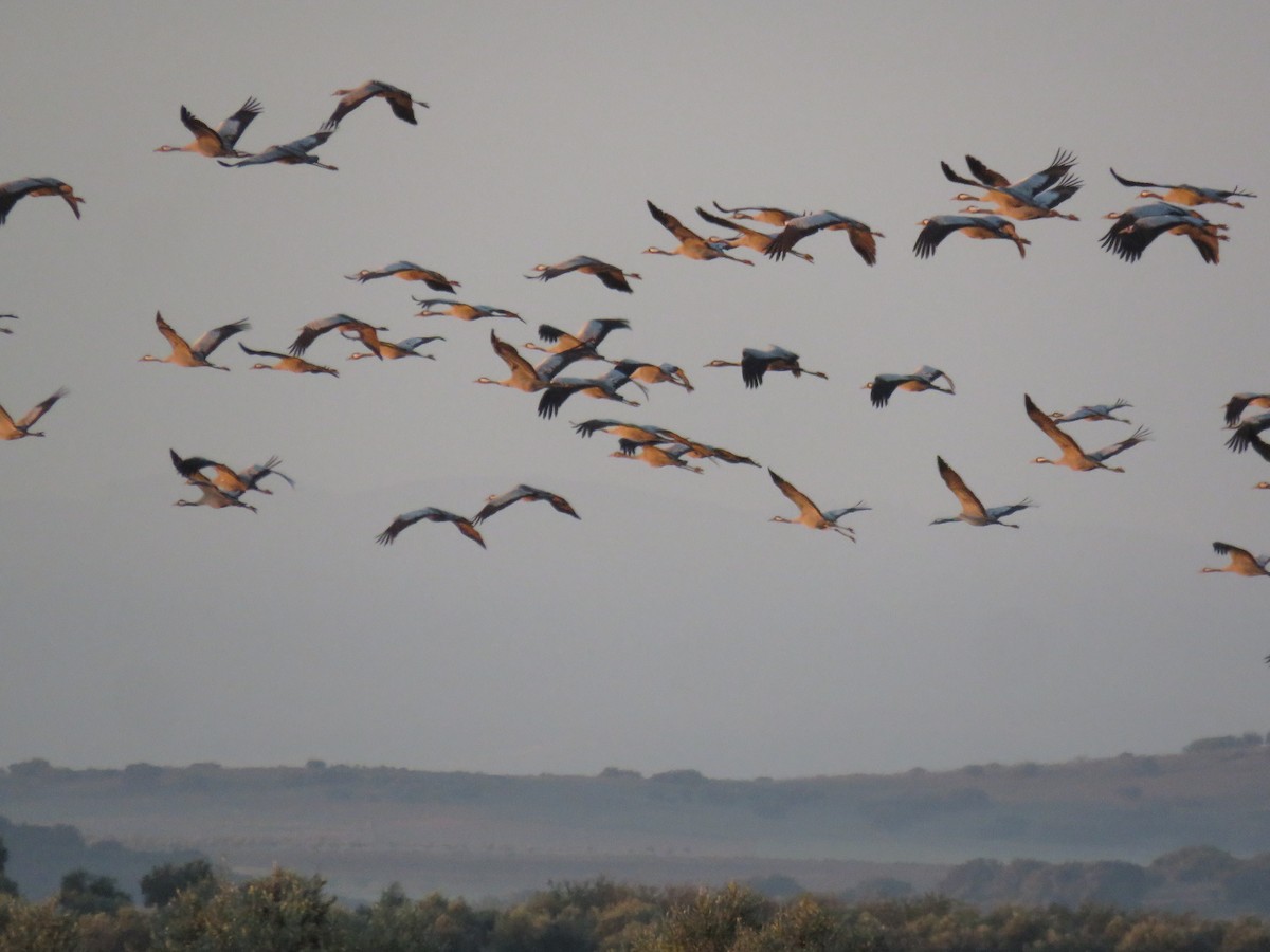 Common Crane - ML612000855