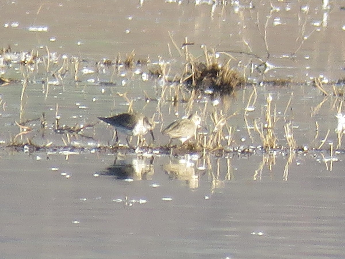 Dunlin - ML612000863