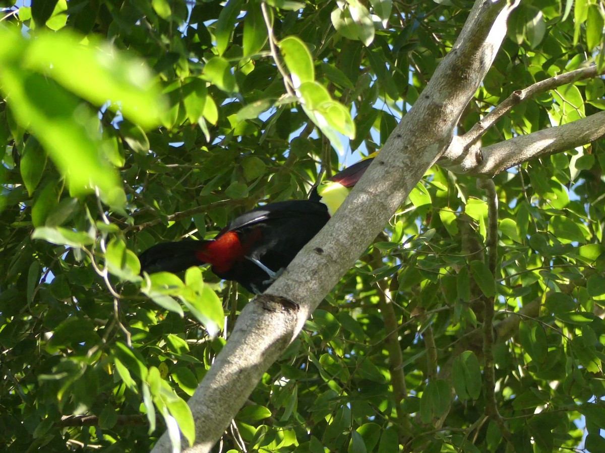 Yellow-throated Toucan - ML612000907