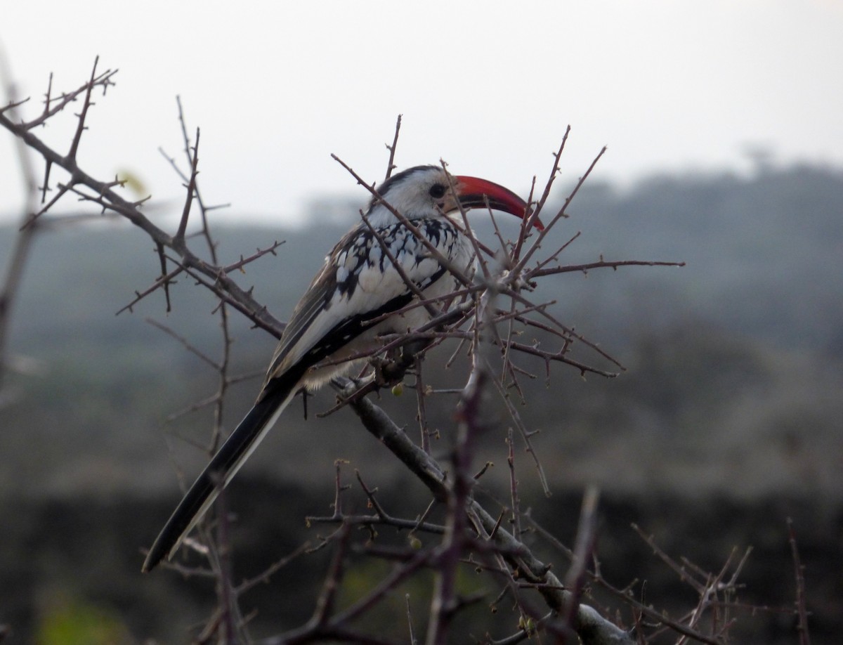 Northern Red-billed Hornbill - Héctor Bintanel Cenis