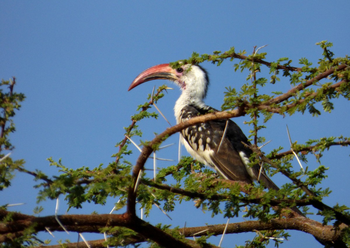 Northern Red-billed Hornbill - ML612000917