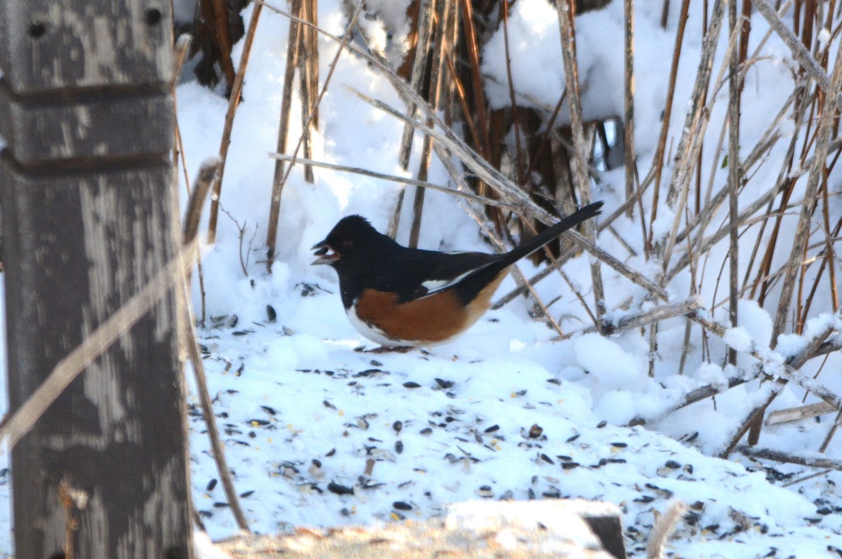 Eastern Towhee - ML612000919