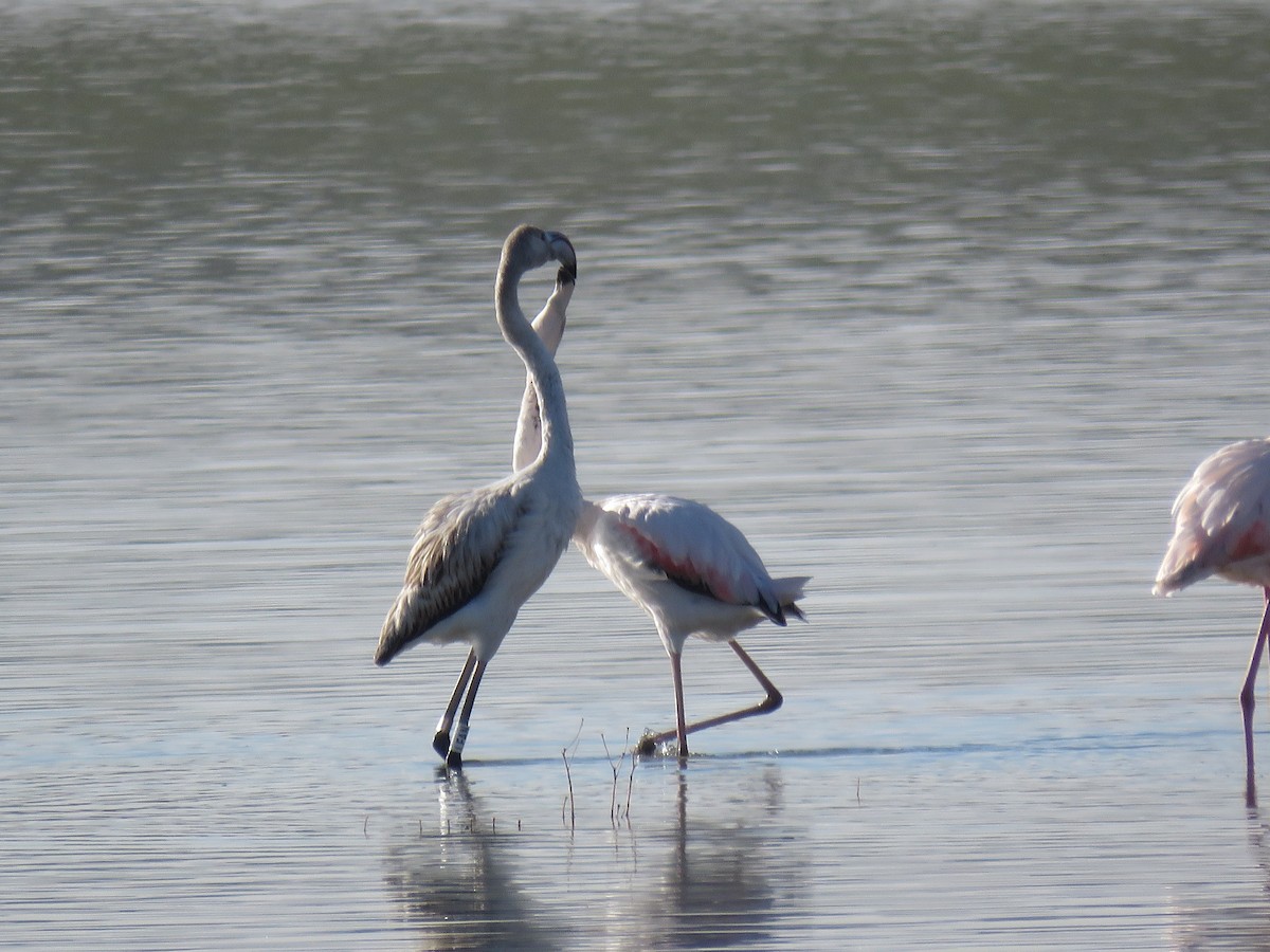 Greater Flamingo - ML612000937