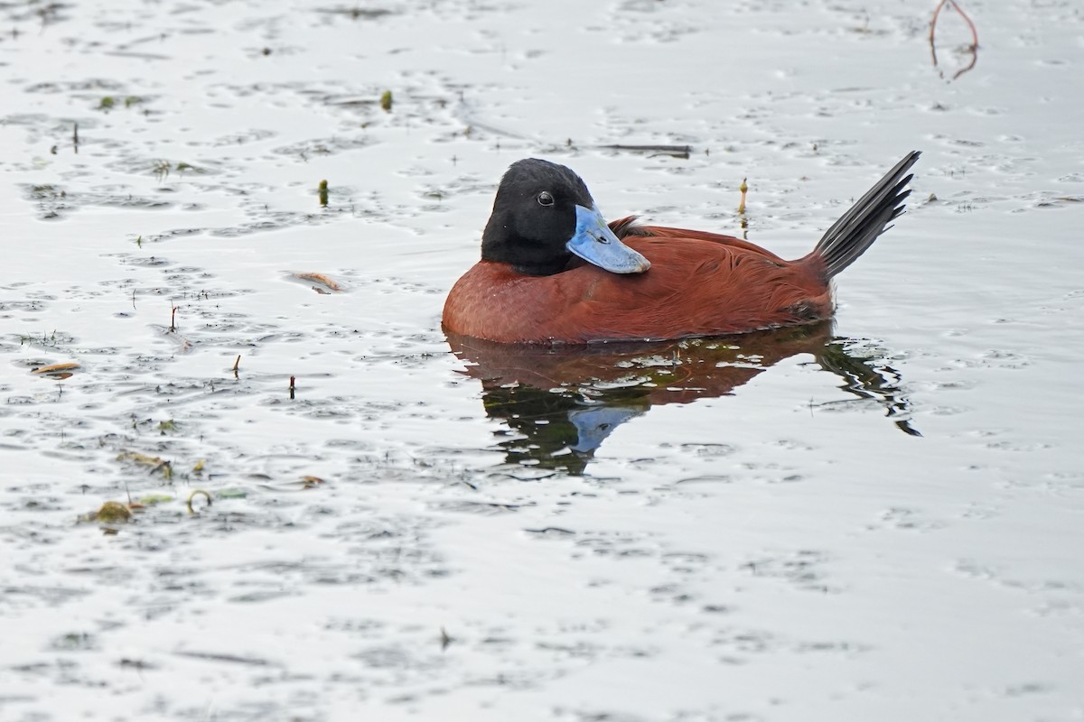 Lake Duck - ML612000967