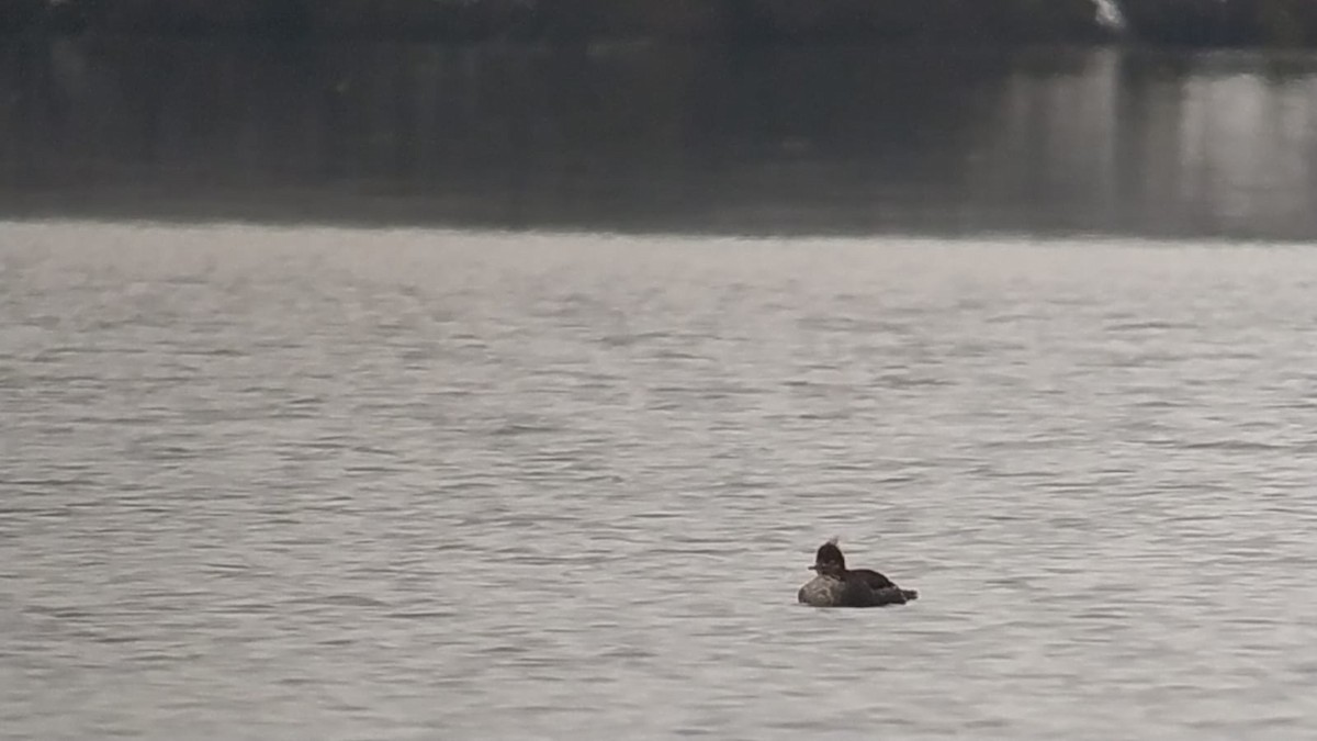 Red-breasted Merganser - ML612001002