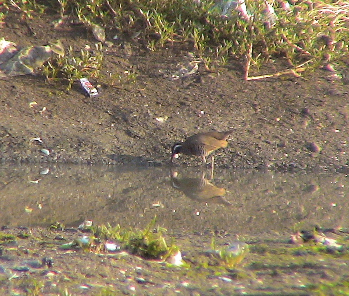 Barred Rail - ML612001004