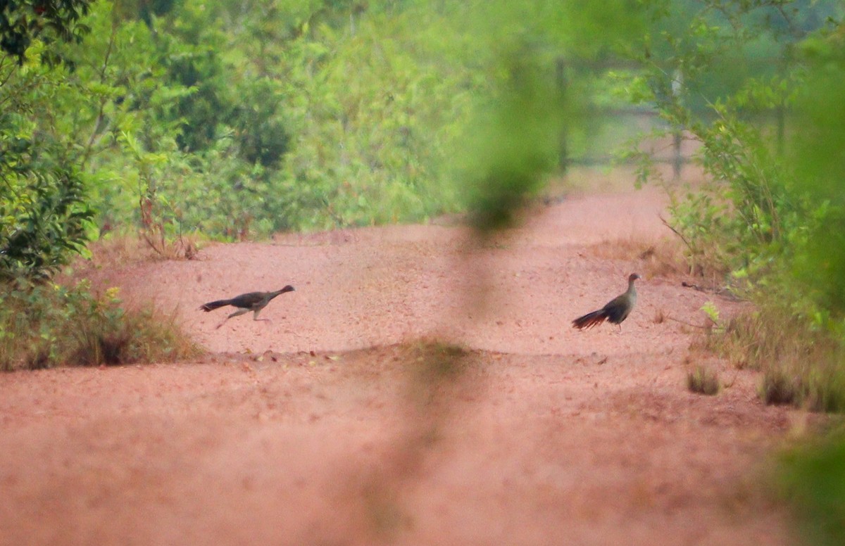 Ortalide motmot - ML612001048