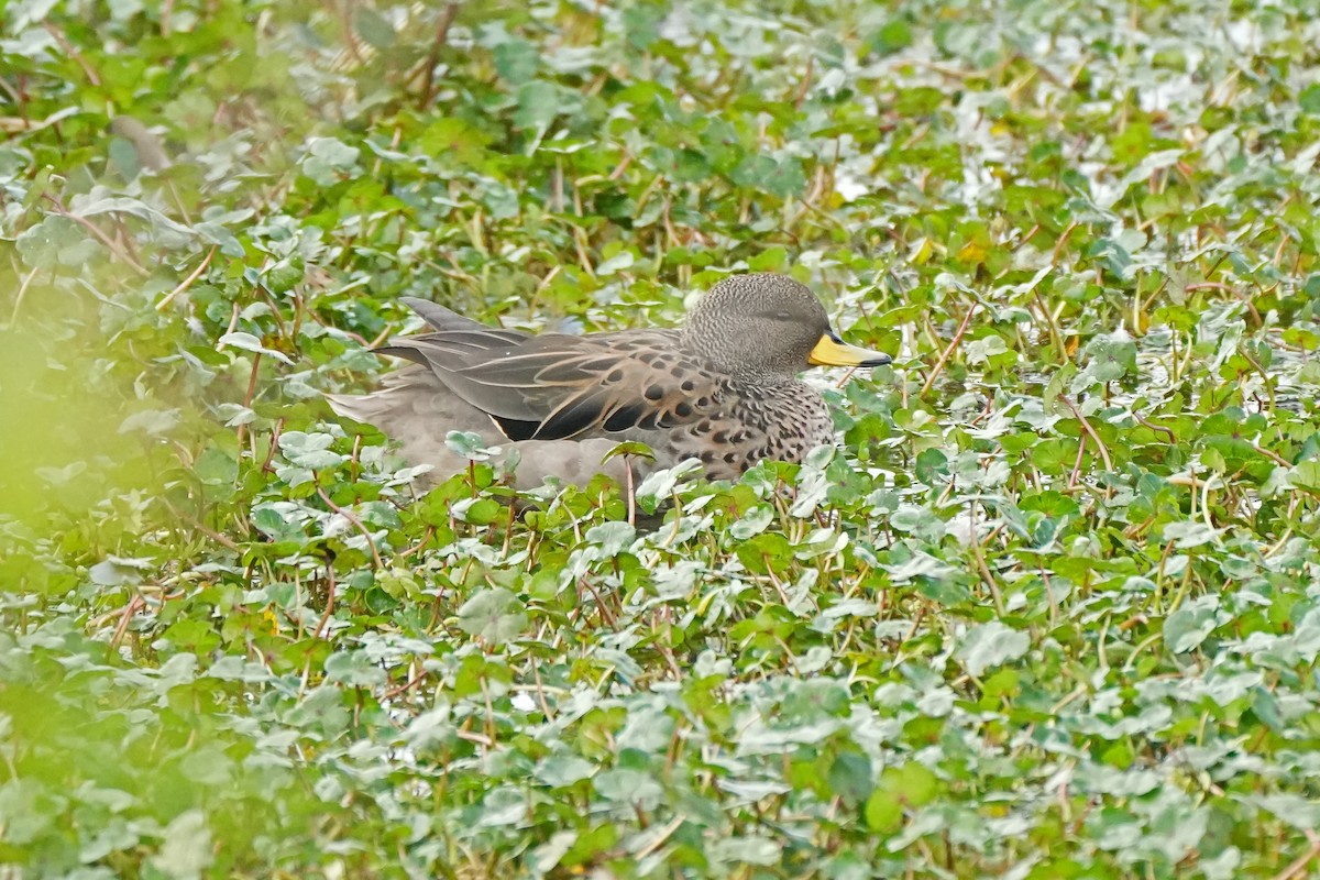 Yellow-billed Teal - ML612001084